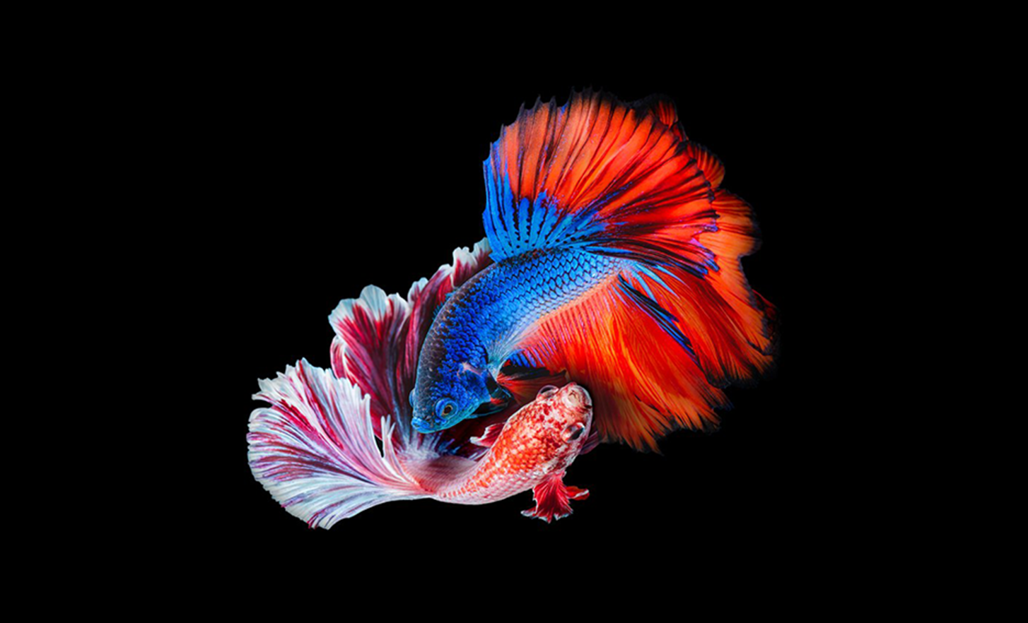 Dos peces coloridos nadando juntos sobre un fondo negro.