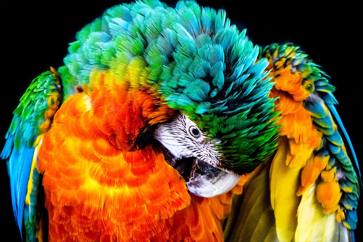 Loro en una pantalla BRAVIA